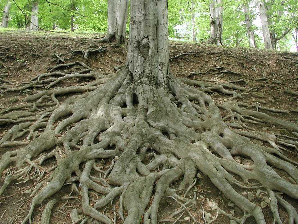 racines arbre